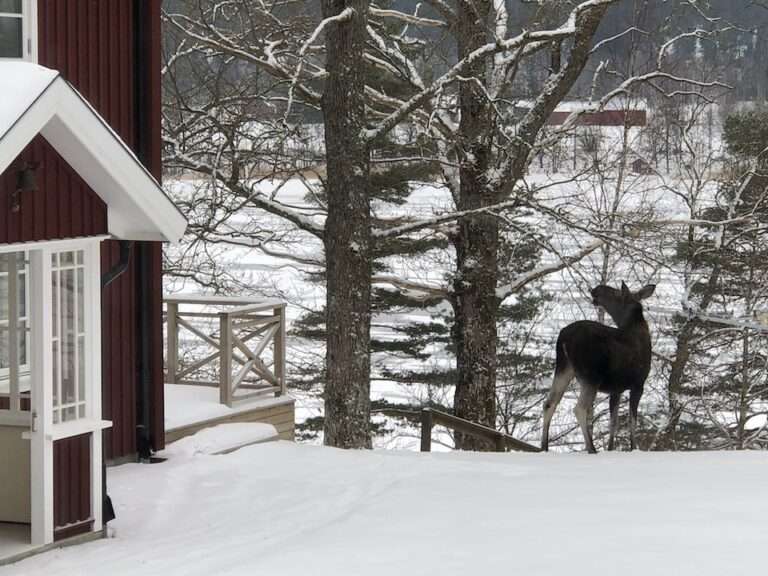 Elk_01_960.jpg